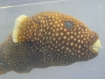 Foto Galerie/Tetraodontiformes/Arothron meleagris_01_SS.jpg